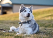 开云在线直播-当76人打穿北京队，浓眉式攻防统治如何定义现代篮球的终极形态